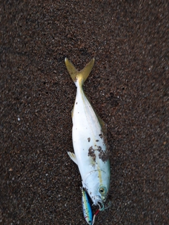 ショゴの釣果