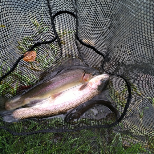 ニジマスの釣果