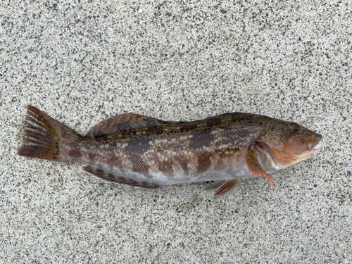 アイナメの釣果