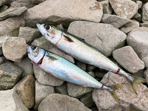 サバの釣果