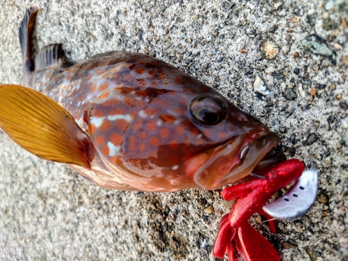 キジハタの釣果