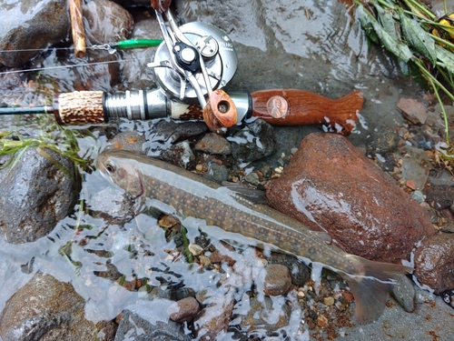 ニッコウイワナの釣果