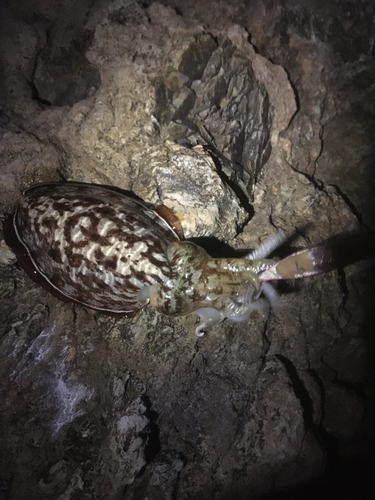 コウイカの釣果