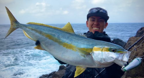 ヒラマサの釣果