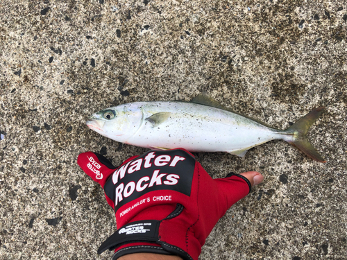 ワカシの釣果