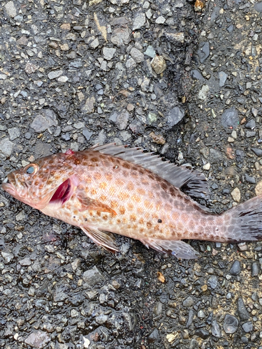 オオモンハタの釣果