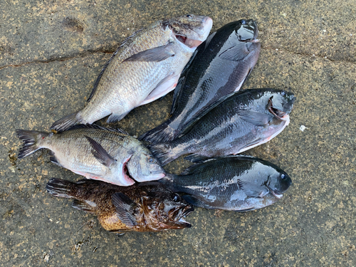 タケノコメバルの釣果