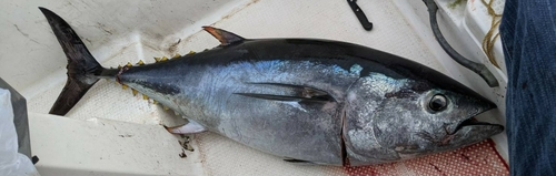 クロマグロの釣果