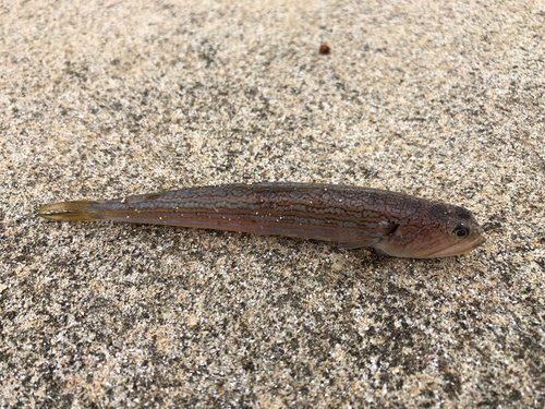 ハゼの釣果