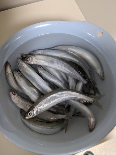 チカの釣果