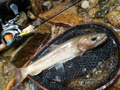 イワナの釣果