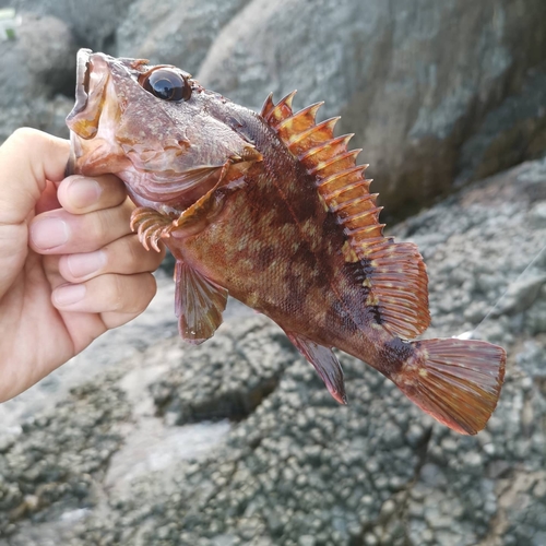 カサゴの釣果