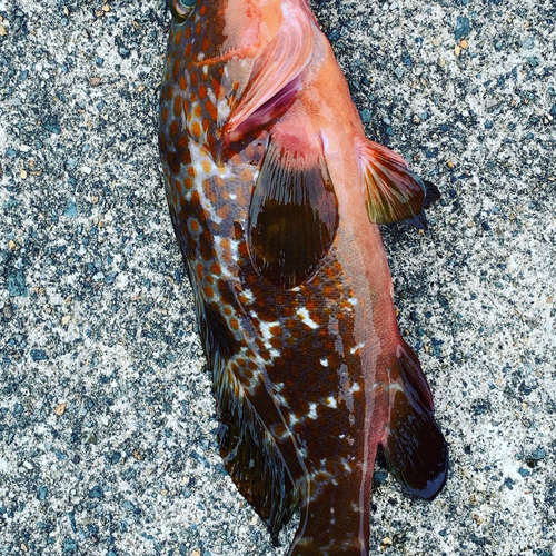 アコウの釣果