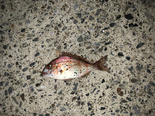 タイの釣果