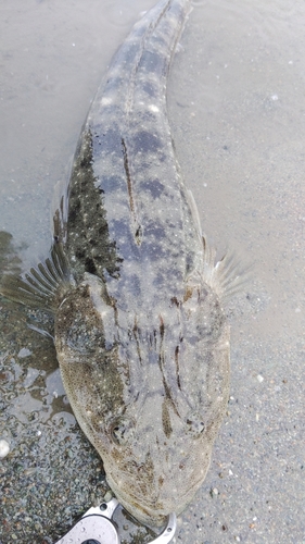 マゴチの釣果