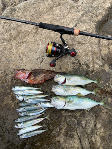 ワカシの釣果