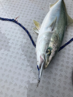 ハマチの釣果