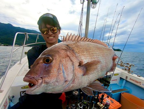 マダイの釣果