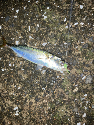 サバの釣果