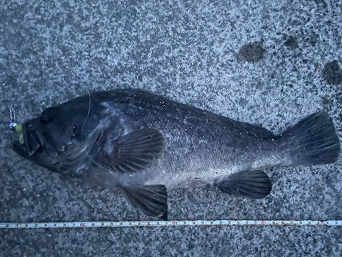 クロソイの釣果