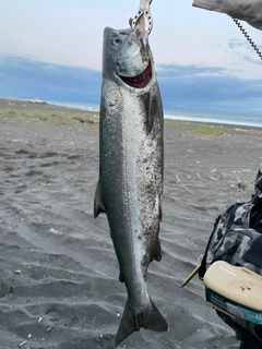 アキアジの釣果