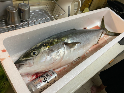 ブリの釣果