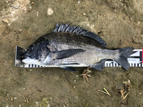 クロダイの釣果