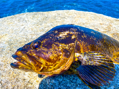 ベッコウゾイの釣果