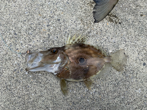 マトウダイの釣果