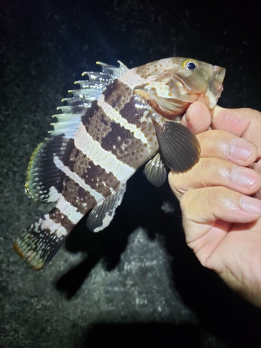 アオハタの釣果