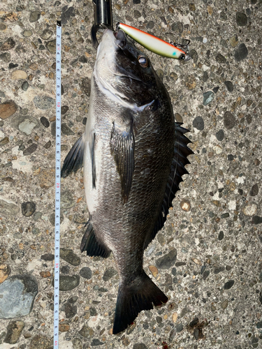 クロダイの釣果