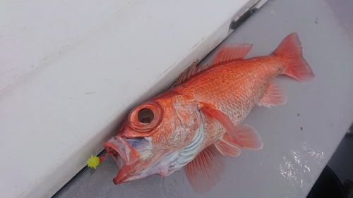 アカムツの釣果