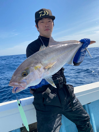 カンパチの釣果