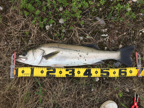 シーバスの釣果