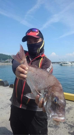 タイの釣果