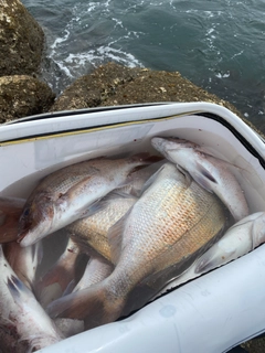 タイの釣果