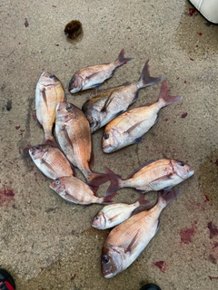 タイの釣果