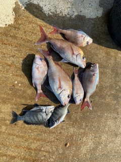 タイの釣果