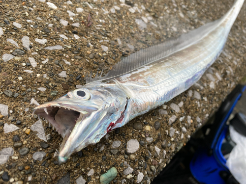 タチウオの釣果