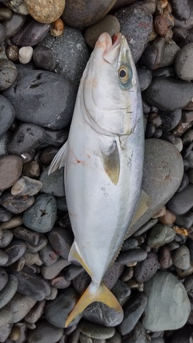 イナダの釣果