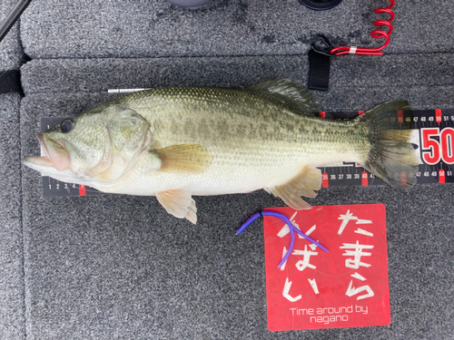 ブラックバスの釣果