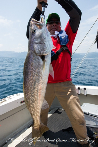 オオニベの釣果