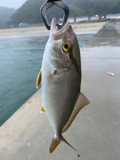 カンパチの釣果