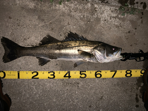 シーバスの釣果