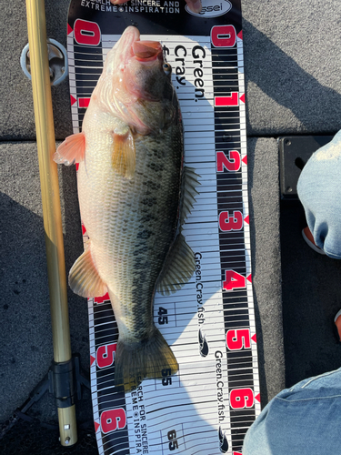 ブラックバスの釣果