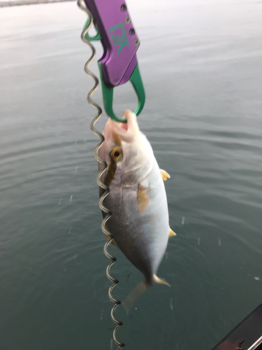 ショゴの釣果