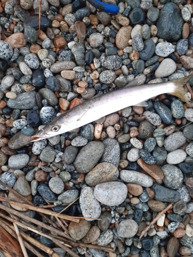 カマスの釣果