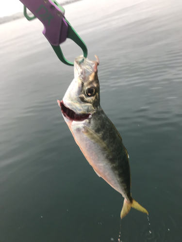 マアジの釣果