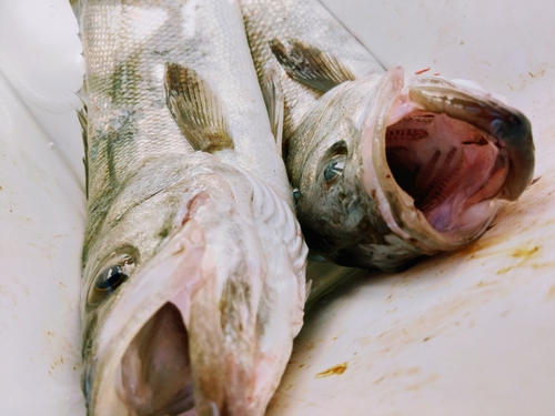 シーバスの釣果