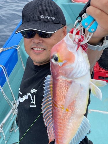 アマダイの釣果